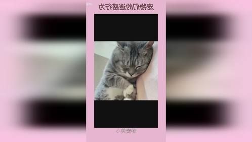 宠物们的迷惑行为