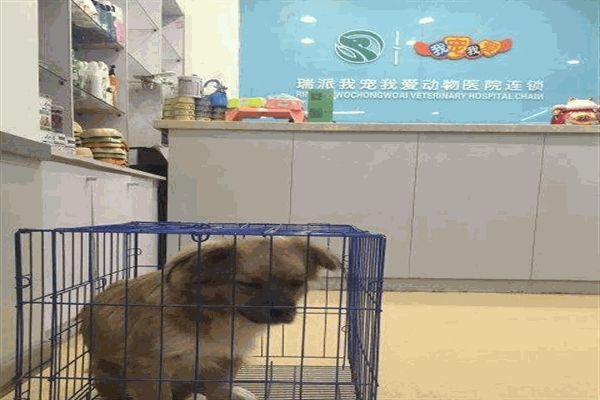 我宠我爱动物医院