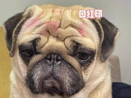 亲吻你的汪星人,看看它的反应如何
