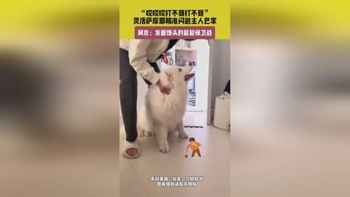 灵活萨摩耶精准闪避主人巴掌，发面馒头的屁屁保卫战