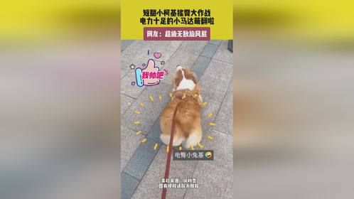 短腿小柯基摇臀大作战，电力十足的小马达萌翻啦