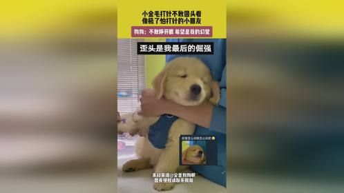 小金毛打针不敢回头看，像极了怕打针的小朋友