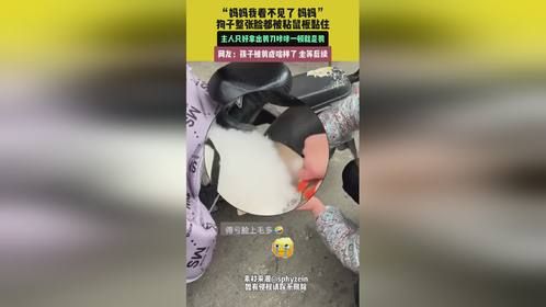 狗子整张脸被粘鼠板黏住，主人只好拿出剪刀剪