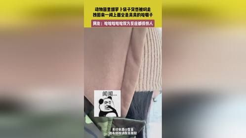 动物园里胡萝卜袋子突然被叼走，双方反应都很惊人
