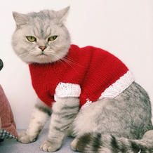 天冷了给爱宠织件毛衣 棒针猫咪毛衣