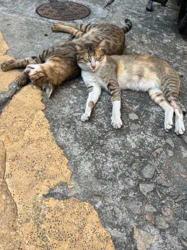 猫咪知道自己是流浪猫吗