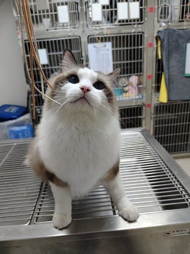 猫咪肠胃小知识，铲屎官必备！