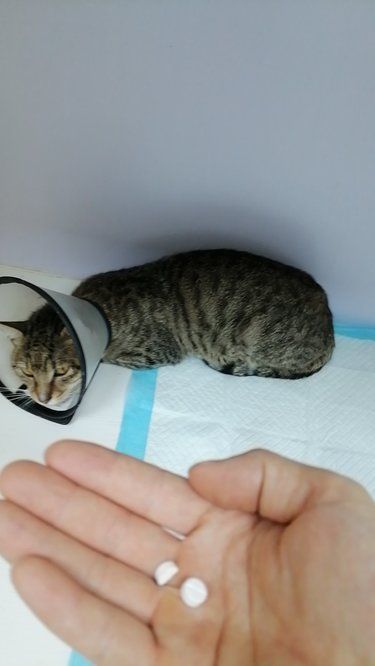 吃啥辅助治疗泌尿系统疾病？