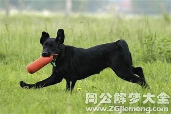 梦到狗什么意思周公解梦