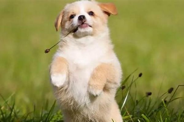 梦见狗是什么兆头周公解梦