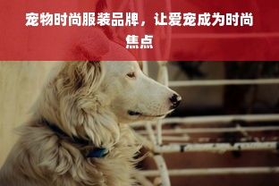 宠物时尚服装品牌，让爱宠成为时尚焦点