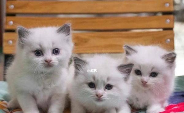 揭秘猫咪首胎生产多少天（宠物猫咪的繁殖周期和生育时间）