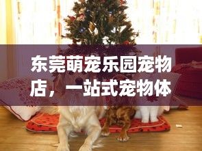 东莞萌宠乐园宠物店，一站式宠物体验的天堂