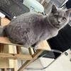 我有一只蓝猫想找个好主人