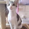 猫猫免费找领养