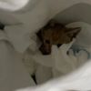 小橘猫2个月不到