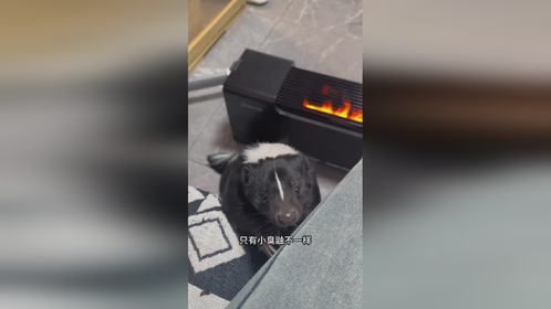 毛孩子过冬最好的搭子竟然是？