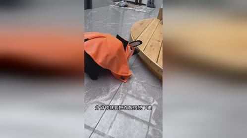 我家小臭鼬的时尚走秀与众不同！