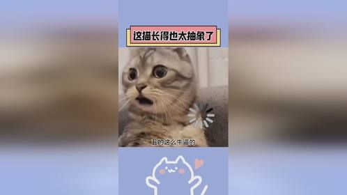 这种天赋型抽象选手的奶牛猫竟然还是我家的！ 