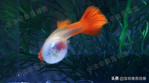 孔雀鱼生小鱼前兆,这两点很关键,孔雀鱼繁殖前的特征和表现