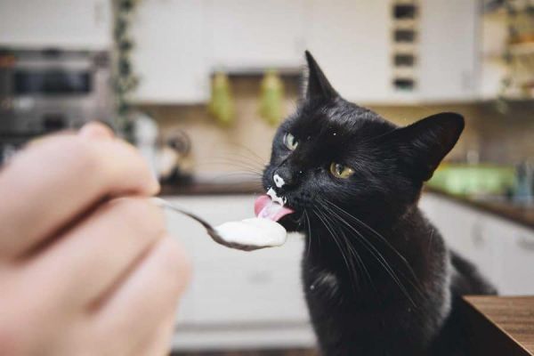 yogur gatos yowup