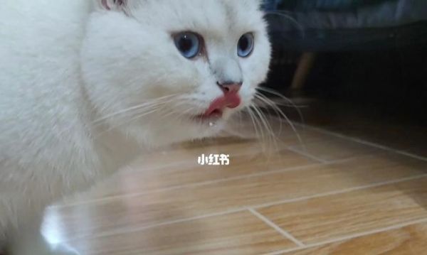 宠物猫喝酸奶引发腹泻的原因分析（以猫咪能喝酸奶拉稀为例）