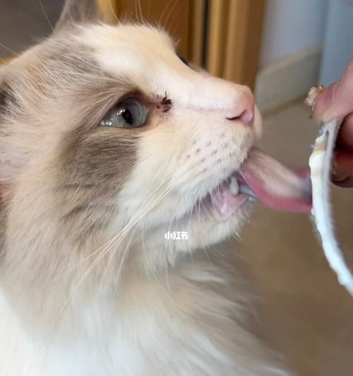 宠物猫喝酸奶引发腹泻的原因分析（以猫咪能喝酸奶拉稀为例）
