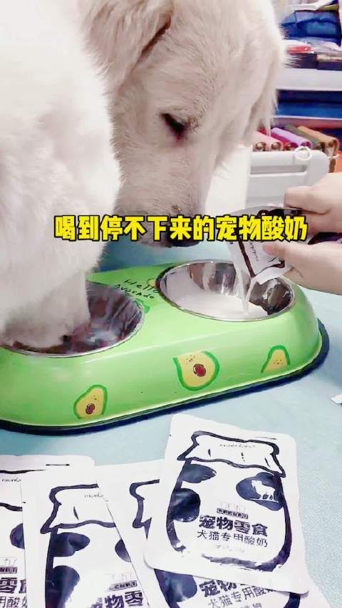家有萌宠 宠物也可以有自己的酸奶啦,俩宝馋到哈喇子掉一地