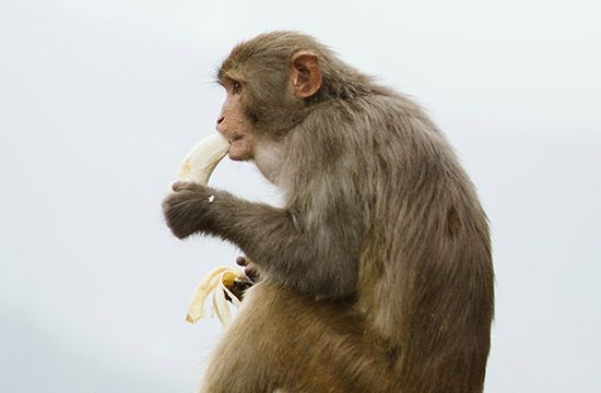 2024年属猴最佳买宠物日子一览 2024生肖猴买宠物黄道吉日