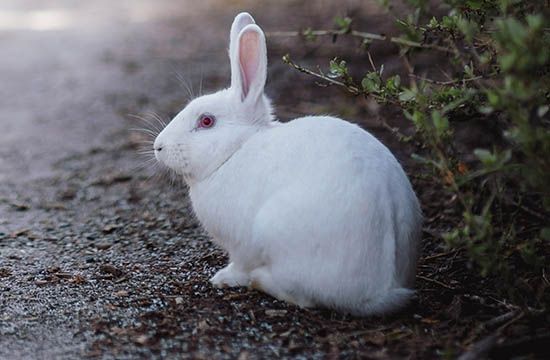 2025年生肖兔最佳买宠物吉日一览 2025生肖兔买宠物黄道吉日