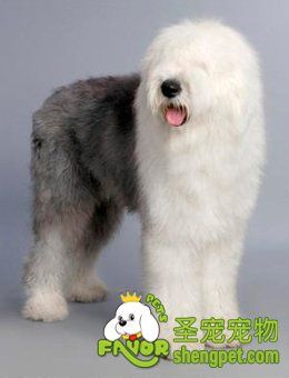 英国古代牧羊犬的美容