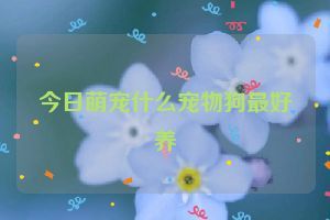 今日萌宠什么宠物狗最好养