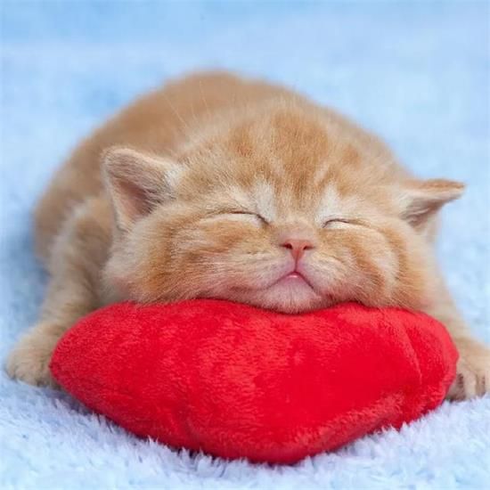 三个月大猫咪吃什么最好