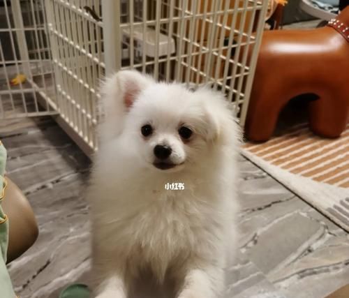 狗狗喜欢吃酸奶的10个原因（以宠物为主）