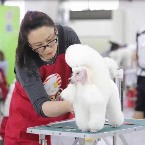 宠物美容师多少钱一个月工资高一点（宠物美容师工作时间一般是多少）