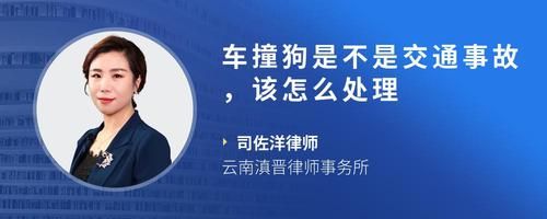 车撞狗是不是交通事故，该怎么处理