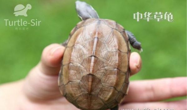 怎样养好一只草龟带你了解乌龟的三大生活习性！「龟谷鳖老」