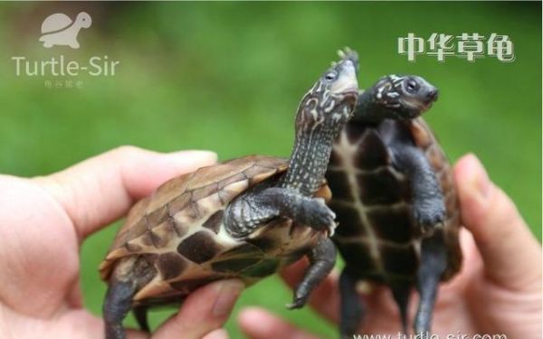 怎样养好一只草龟带你了解乌龟的三大生活习性！「龟谷鳖老」