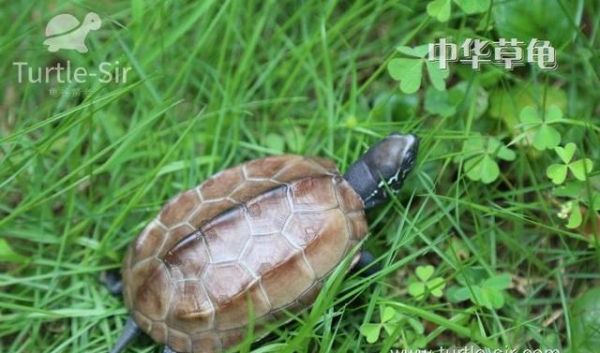 怎样养好一只草龟带你了解乌龟的三大生活习性！「龟谷鳖老」