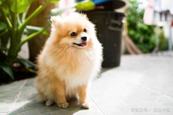 好看的狗狗有哪些？十大世界上最美的狗狗！你的爱犬排第几？