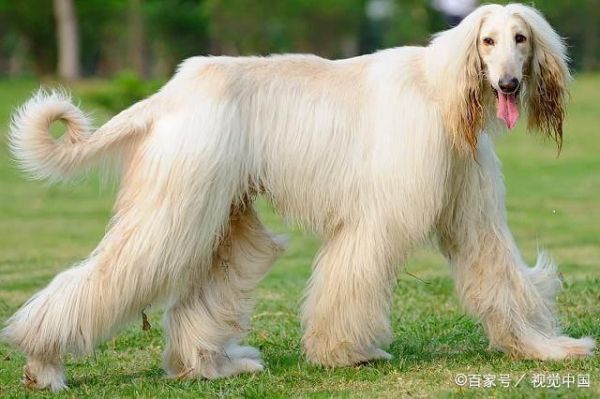 好看的狗狗有哪些？十大世界上最美的狗狗！你的爱犬排第几？