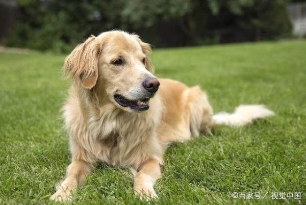 好看的狗狗有哪些？十大世界上最美的狗狗！你的爱犬排第几？
