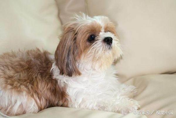 好看的狗狗有哪些？十大世界上最美的狗狗！你的爱犬排第几？