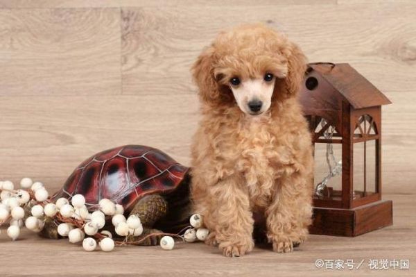 好看的狗狗有哪些？十大世界上最美的狗狗！你的爱犬排第几？