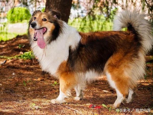 好看的狗狗有哪些？十大世界上最美的狗狗！你的爱犬排第几？