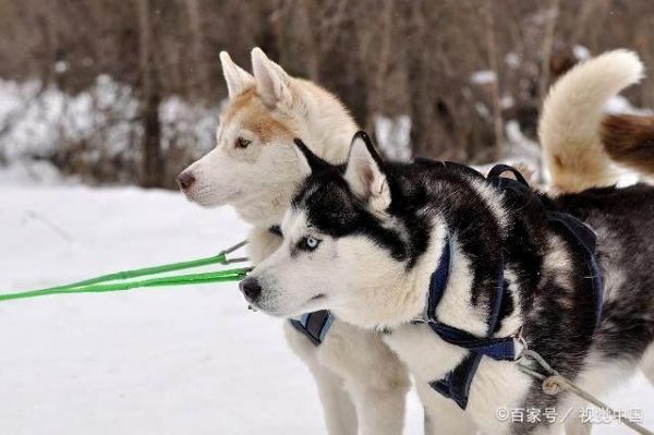 好看的狗狗有哪些？十大世界上最美的狗狗！你的爱犬排第几？