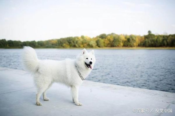 好看的狗狗有哪些？十大世界上最美的狗狗！你的爱犬排第几？