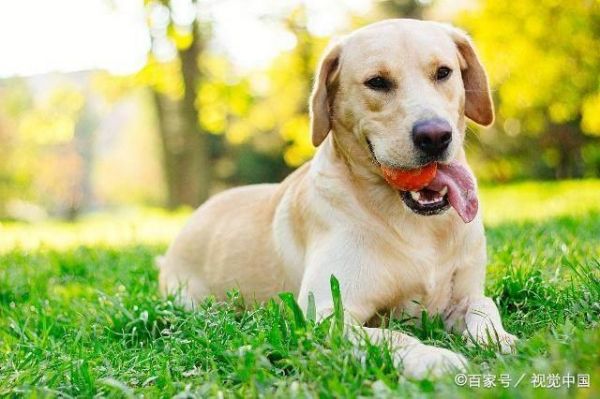 好看的狗狗有哪些？十大世界上最美的狗狗！你的爱犬排第几？