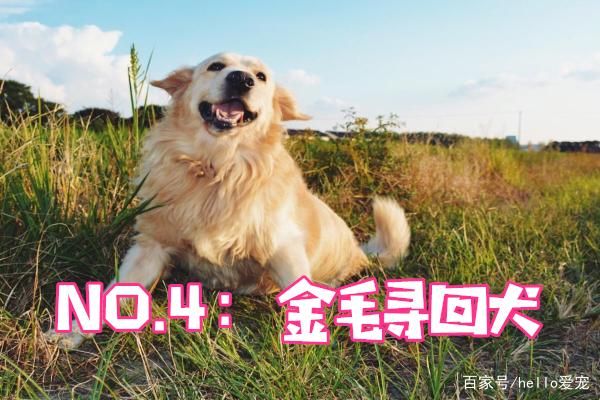 颜值最高的5个狗狗，金毛排名第四，你家狗狗排名第几？
