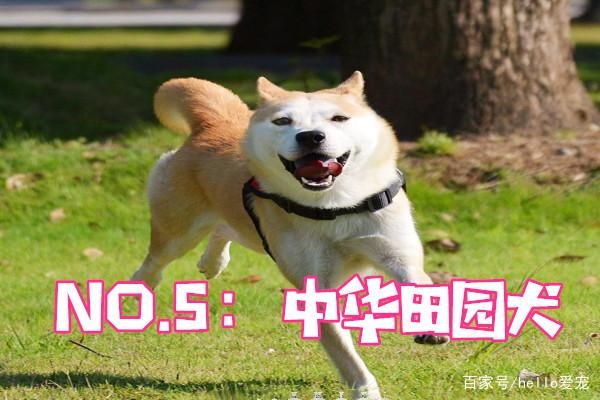 颜值最高的5个狗狗，金毛排名第四，你家狗狗排名第几？